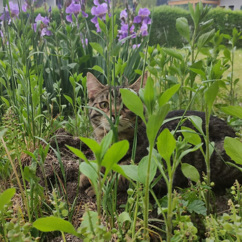 SimbaAussen e1771422358698